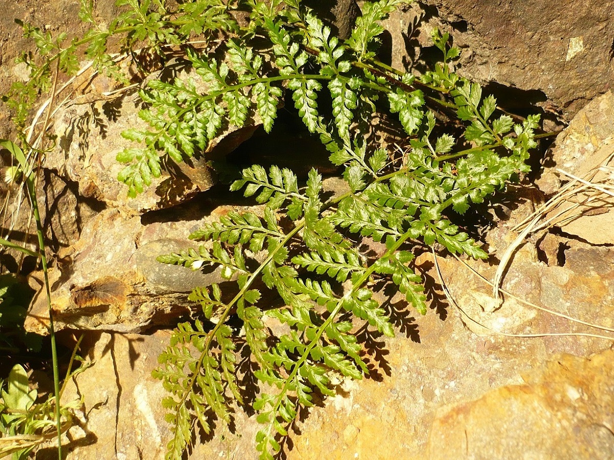 Asplenium obovatum subsp. billotii (Aspleniaceae)